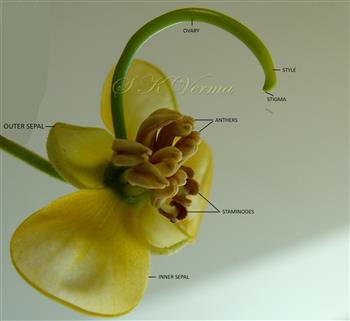  Flower with petals removed
